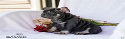 French Bulldog dogs for sale: Diesel - Ad 3