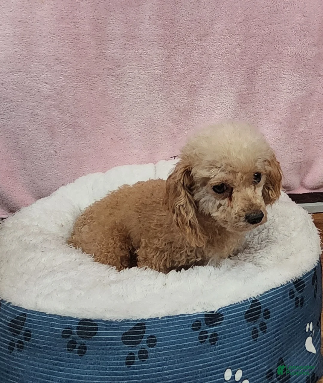 Yorkiepoo dogs for sale: Frosty Bandit - Ad 8