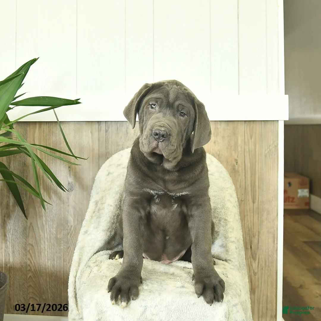 Cane Corso dogs for sale: Atlas - Ad 2