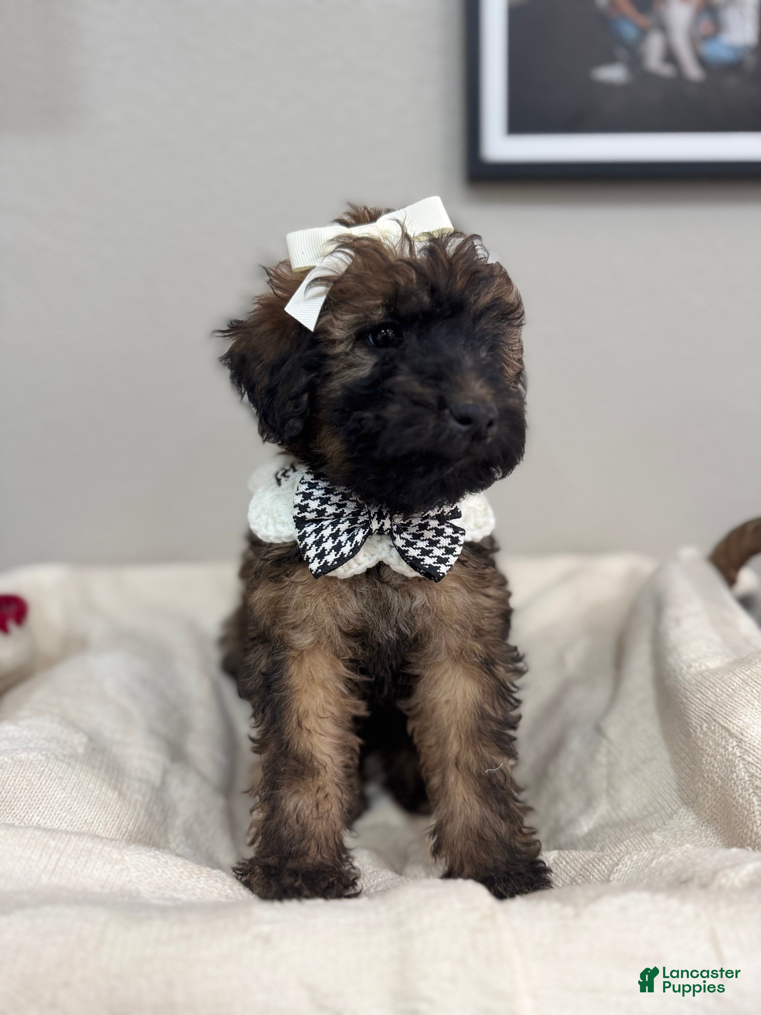 Mini Bernedoodle dogs Mini Bernedoodle Latte- White Collar - Ad 2