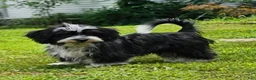 Mixed Breed dogs for sale: Black and White Male - Ad 1