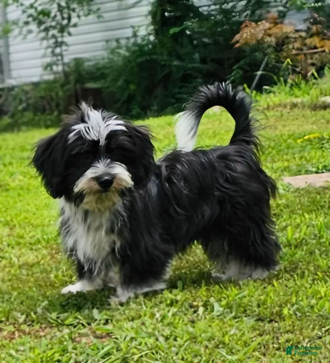 Mixed Breed dogs for sale: Black and White Male - Ad 1