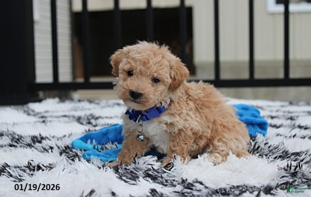 Bichpoo dogs for sale: Rolo - Ad 4