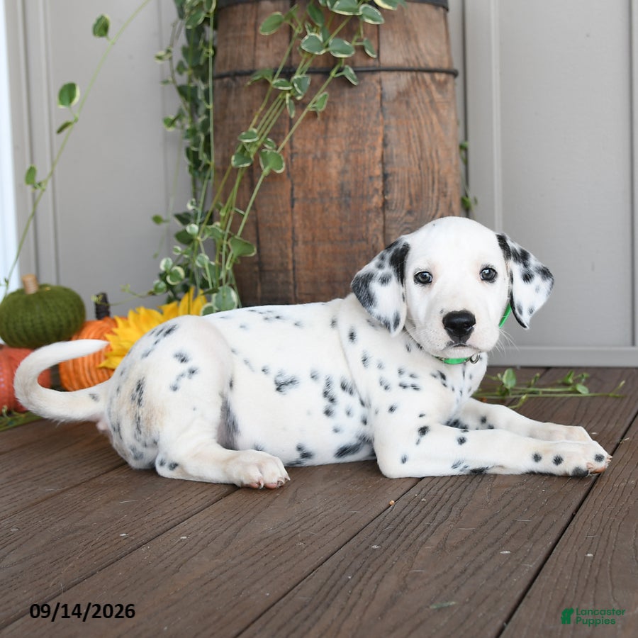 Dalmatian dogs for sale: Lad  - Ad 4