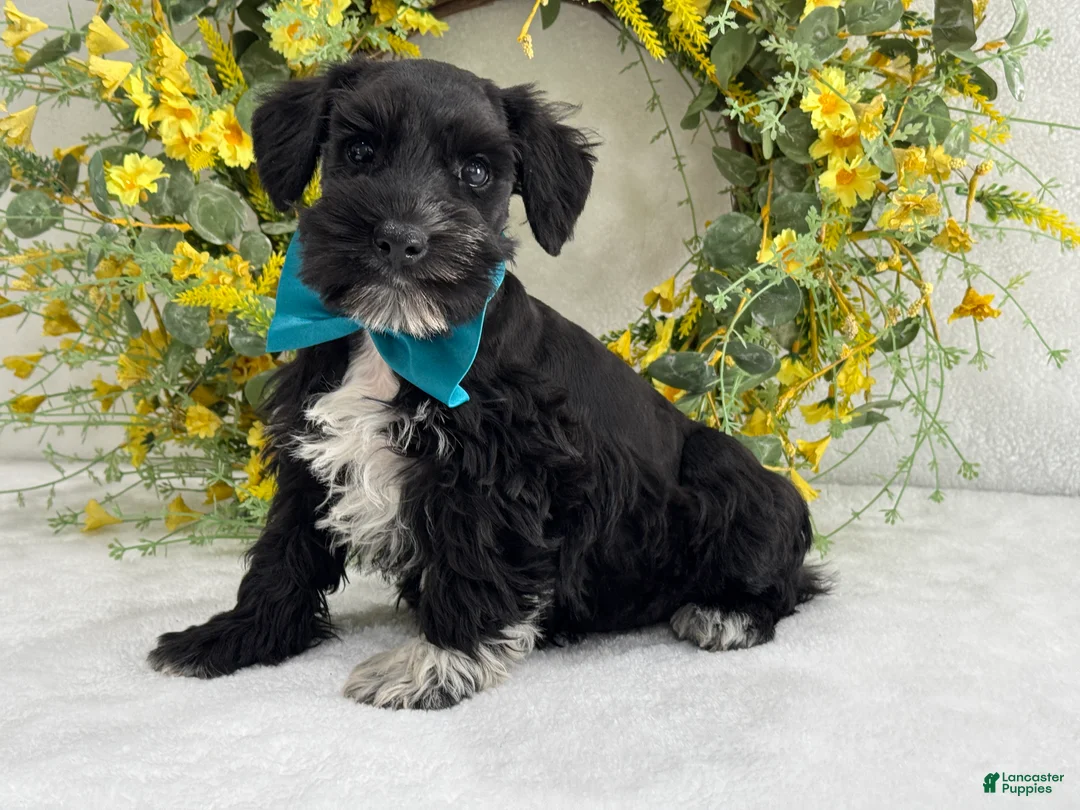 Miniature Schnauzer dogs for sale: Paisley Male 2 - Ad 2