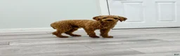 Bichpoo dogs for sale: Scout - Ad 7