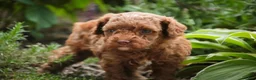 Miniature Poodle dogs for sale: Zena - Ad 3