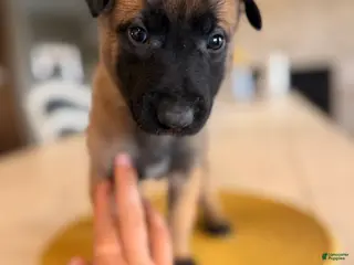 Belgian Malinois dogs for sale: Vincent Vega - Ad 2