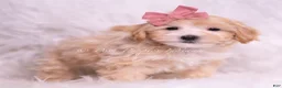 Maltipoo dogs for sale: Polly - Ad 4