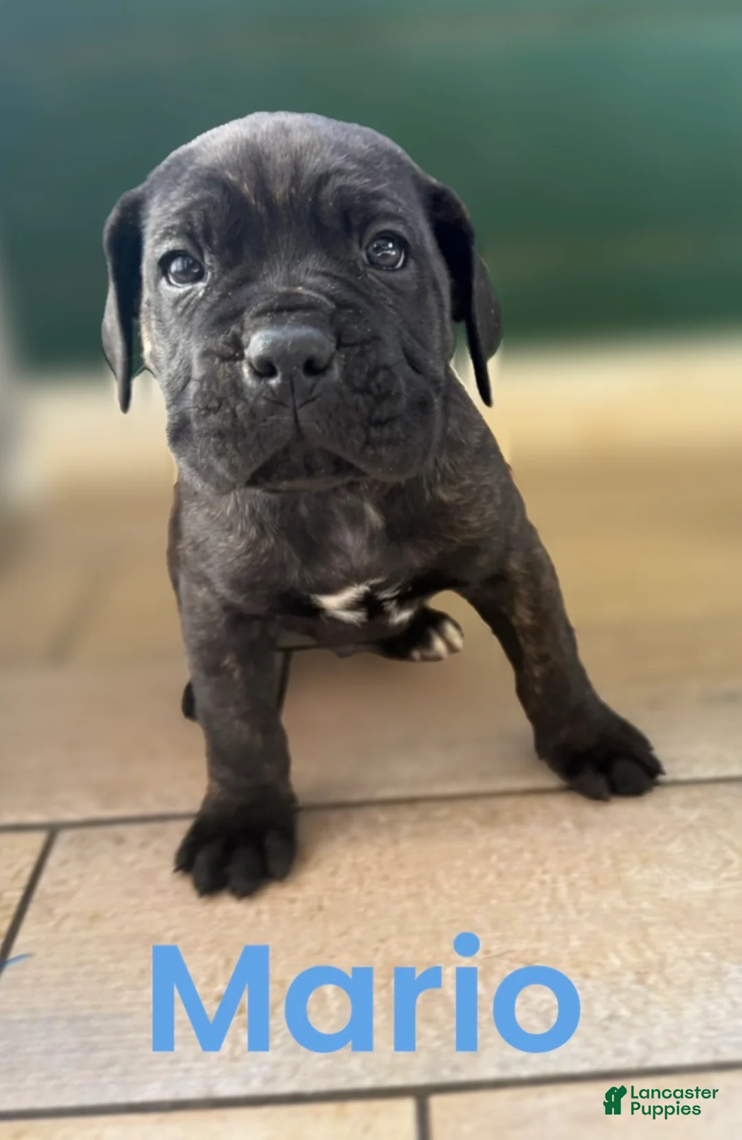 Cane Corso dogs for sale: Cane Corso Puppy 1 - Ad 1