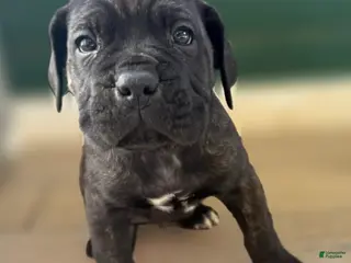 Cane Corso dogs Cane Corso Puppy 1 - Ad 10