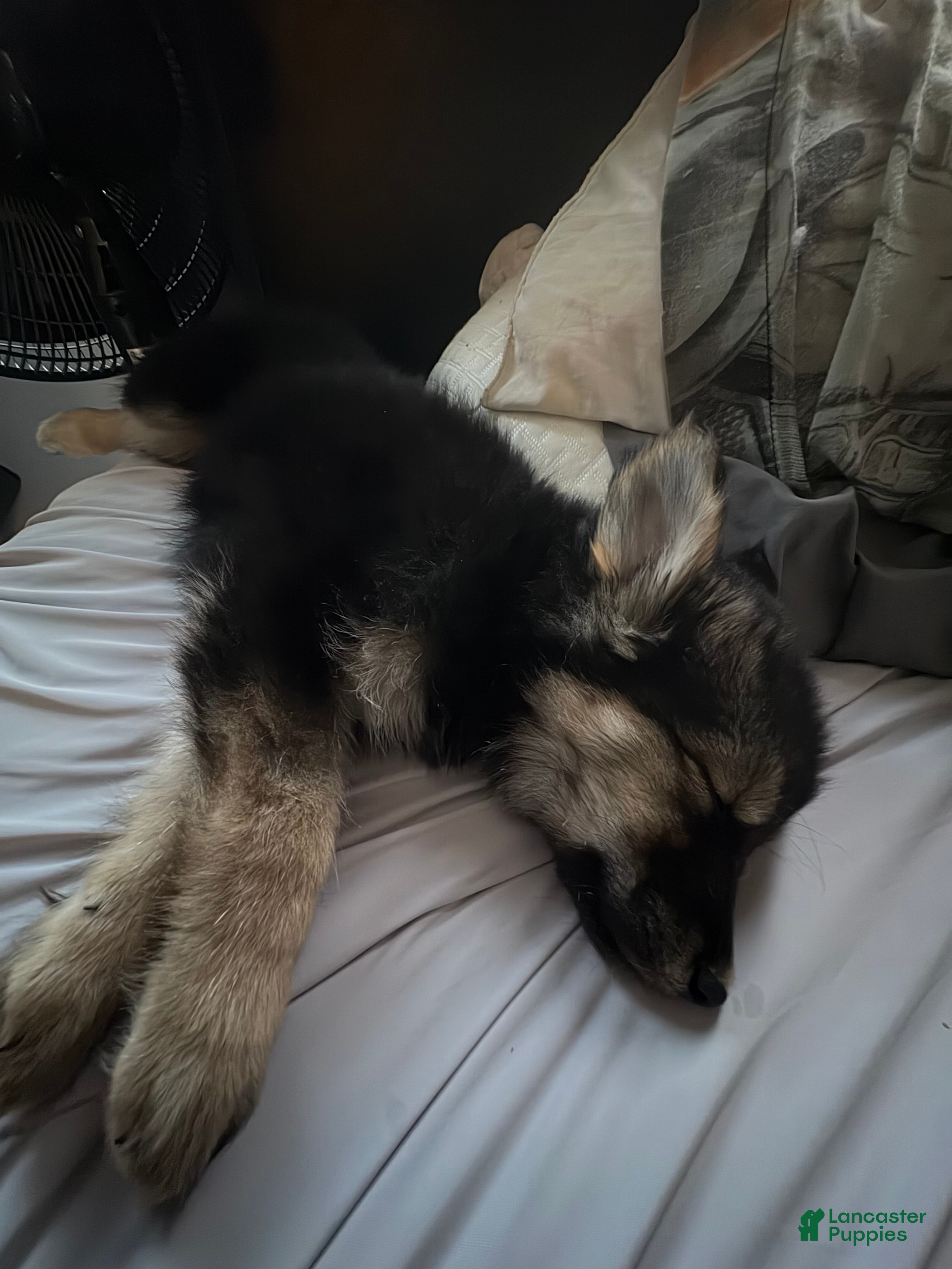 Gerberian Shepsky dogs Gerberian Shepsky Puppy 3 - Ad 3