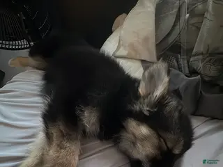 Gerberian Shepsky dogs Gerberian Shepsky Puppy 3 - Ad 13