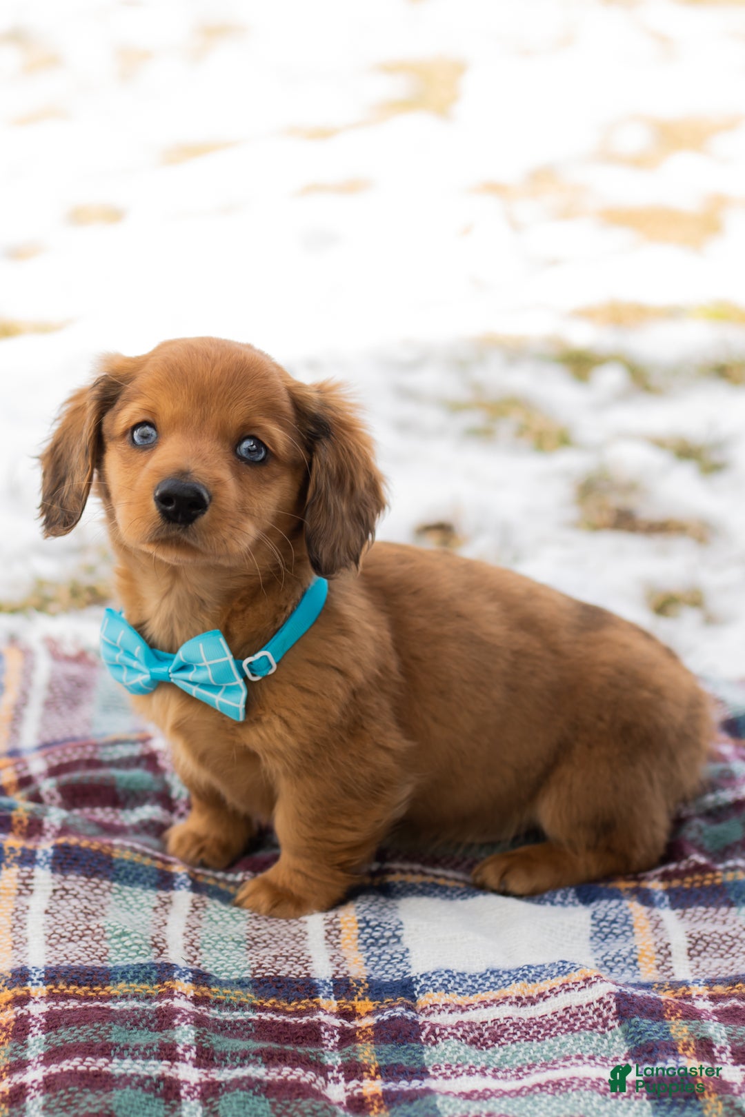 Miniature Dachshund dogs for sale: Leo - Ad 5