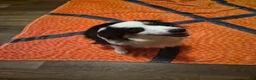 Toy Australian Shepherd dogs for sale: Grey merle  - Ad 8