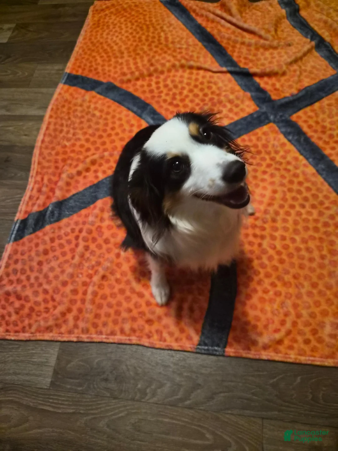 Toy Australian Shepherd dogs for sale: Grey merle  - Ad 8