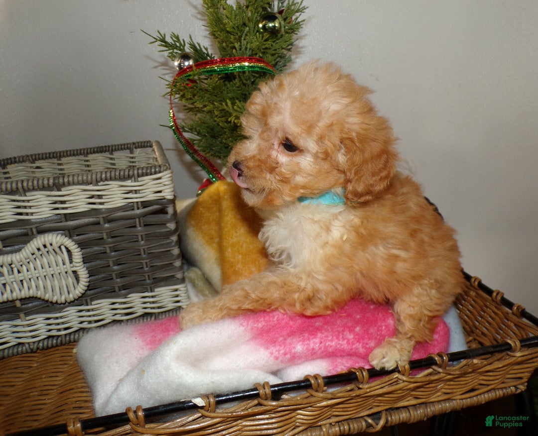 Toy Poodle dogs for sale: Toy Poodle Puppy 3 Dillon - Ad 3