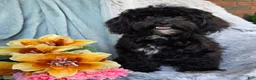 Shihpoo dogs for sale: Bella Dawn - Ad 3
