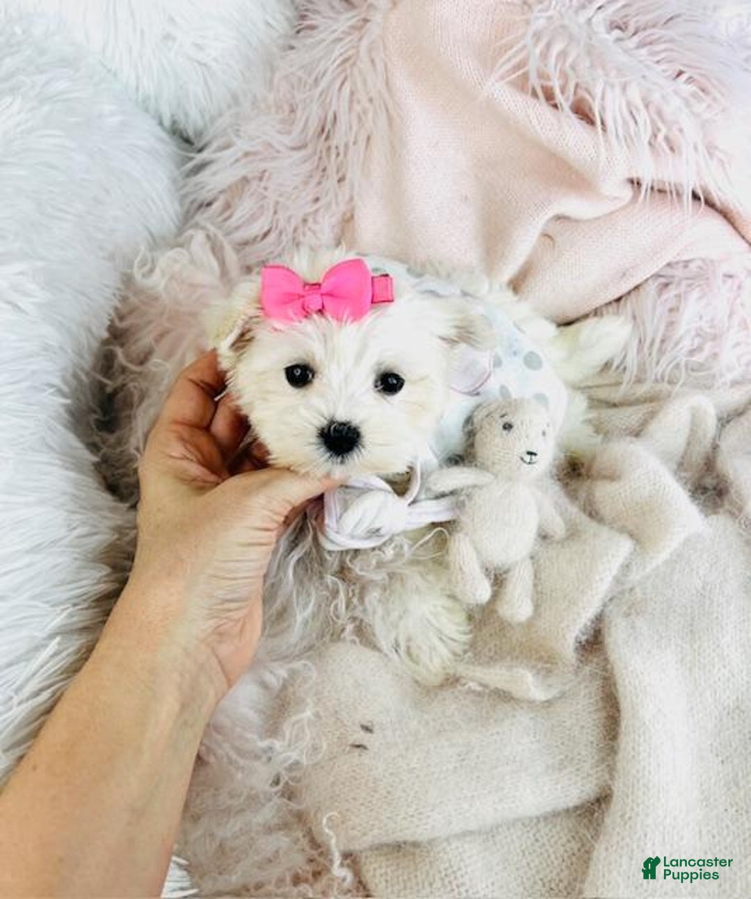 Maltese dogs for sale: Maltese Puppy 1 - Ad 3