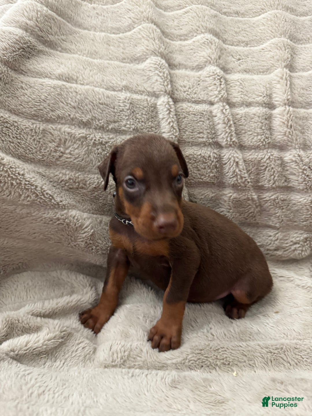 Doberman Pinscher Puppy for sale in Ellenville Lancaster Puppies