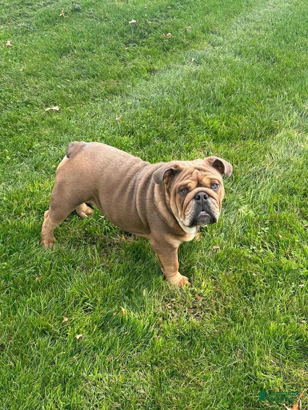 English Bulldog dogs for sale: Cooper - Ad 6
