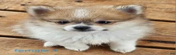 Pomeranian dogs for sale: Abigail  - Ad 12