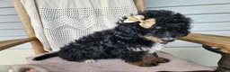 Mini Bernedoodle dogs for sale: Karly - Ad 16