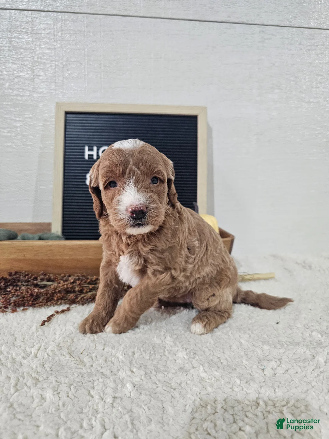 Mini Goldendoodle dogs for sale: Holly - Ad 2