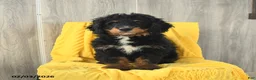 Mini Bernedoodle dogs for sale: Biscuit - Ad 4