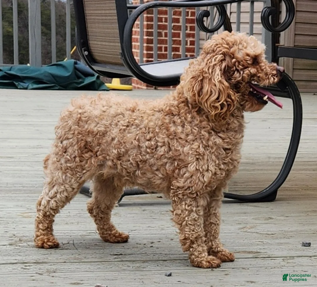 Cockapoo dogs for sale: Beauty - Ad 5