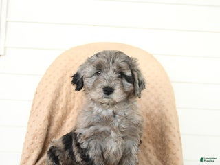 Mini Aussiedoodle dogs Gypsy - Ad 18