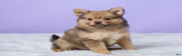 Pomeranian dogs for sale: Tommy - Ad 3