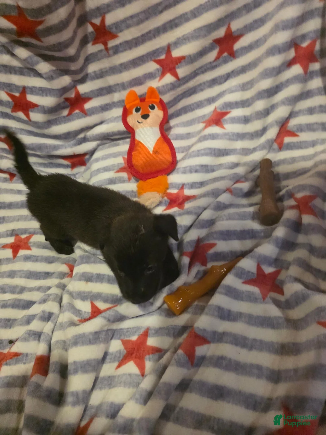 Mixed Breed dogs for sale: Mixed Breed 4 - Ad 2