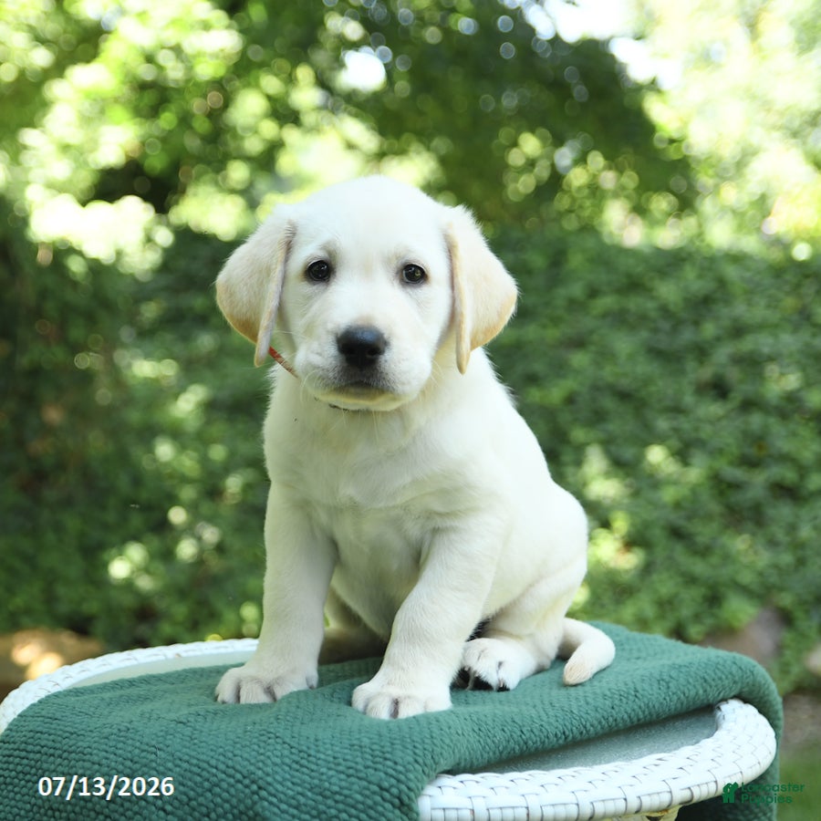 Labrador Retriever dogs Vince - Ad 1