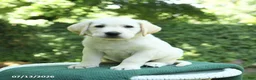 Labrador Retriever dogs for sale: Vince - Ad 1