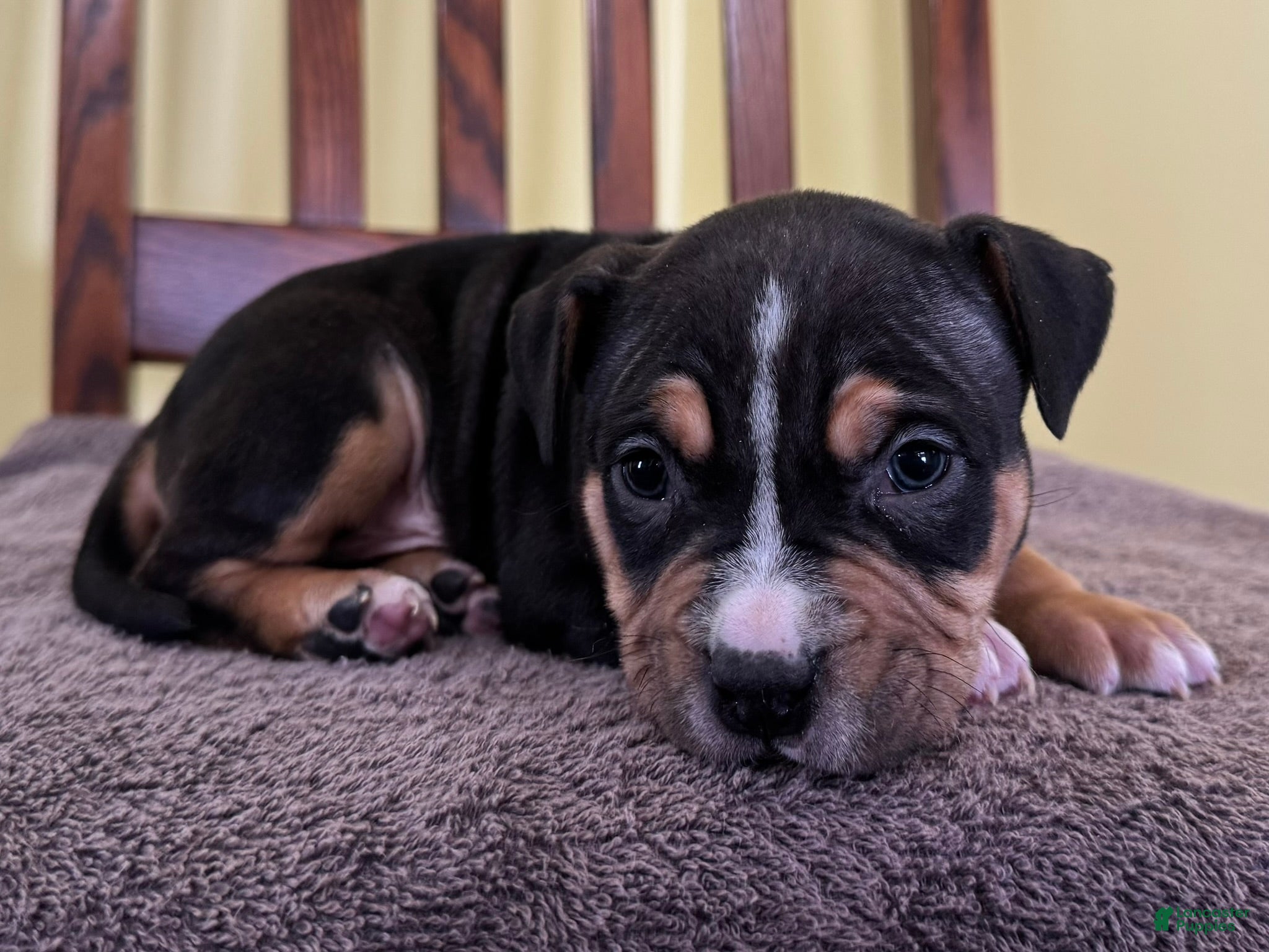 American Bully dogs Eli - Ad 15