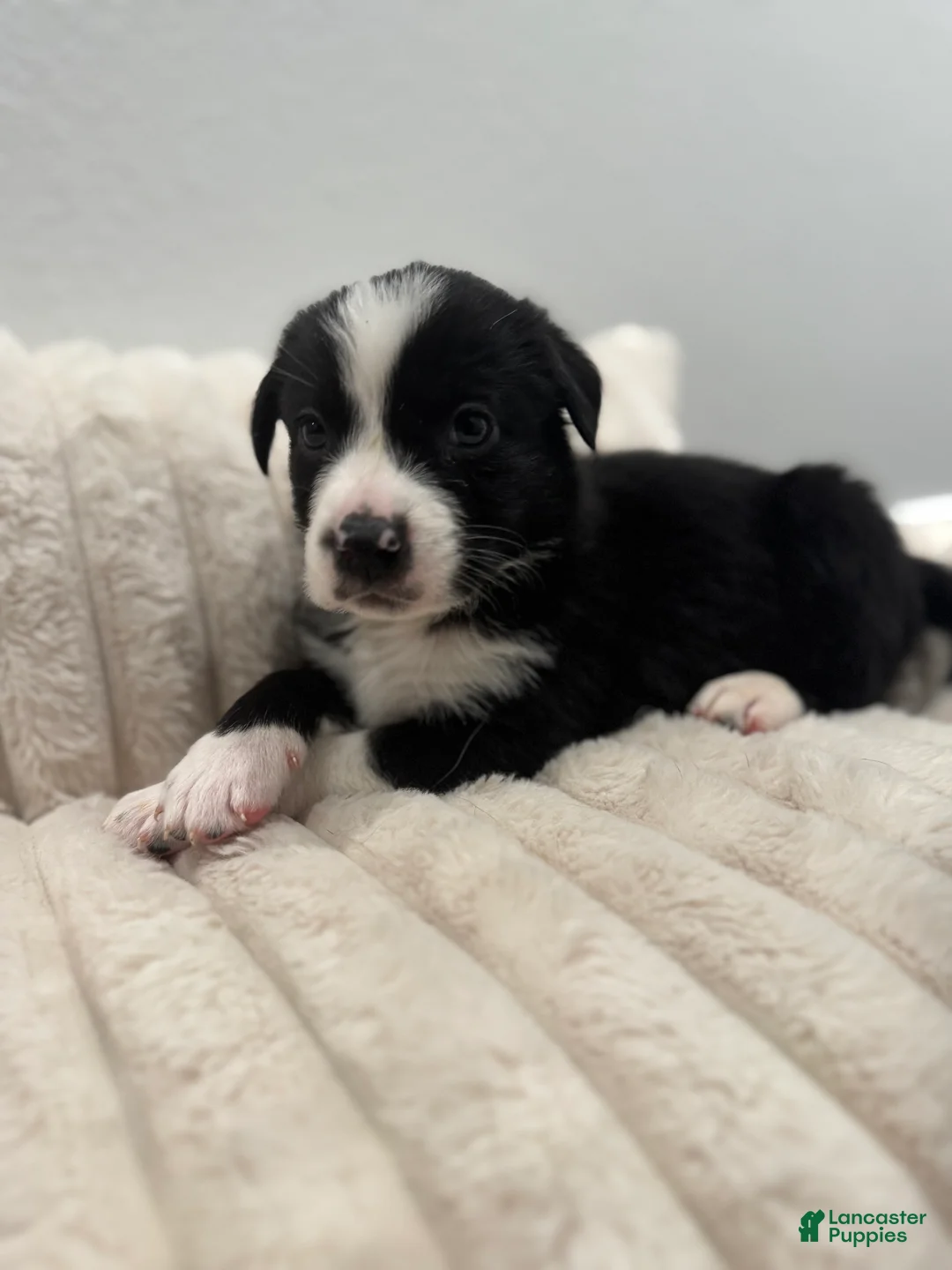 Mixed Breed dogs for sale: Jasper - Ad 2