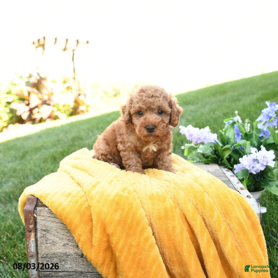 Toy Poodle dogs Finn - Ad 2