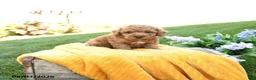 Toy Poodle dogs for sale: Finn - Ad 2