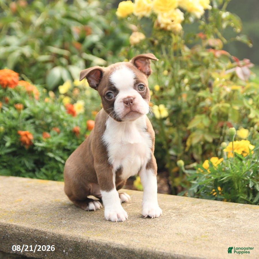 Boston Terrier dogs Willy - Ad 2