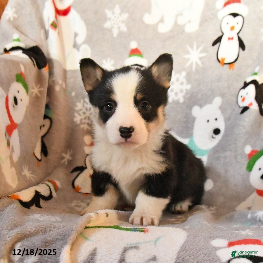 Welsh Corgi Pembroke dogs Gander - Ad 9