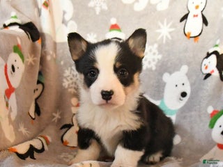 Welsh Corgi Pembroke dogs Gander - Ad 9