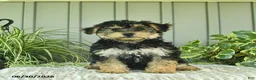 Yorkiepoo dogs for sale: Butterfly - Ad 3