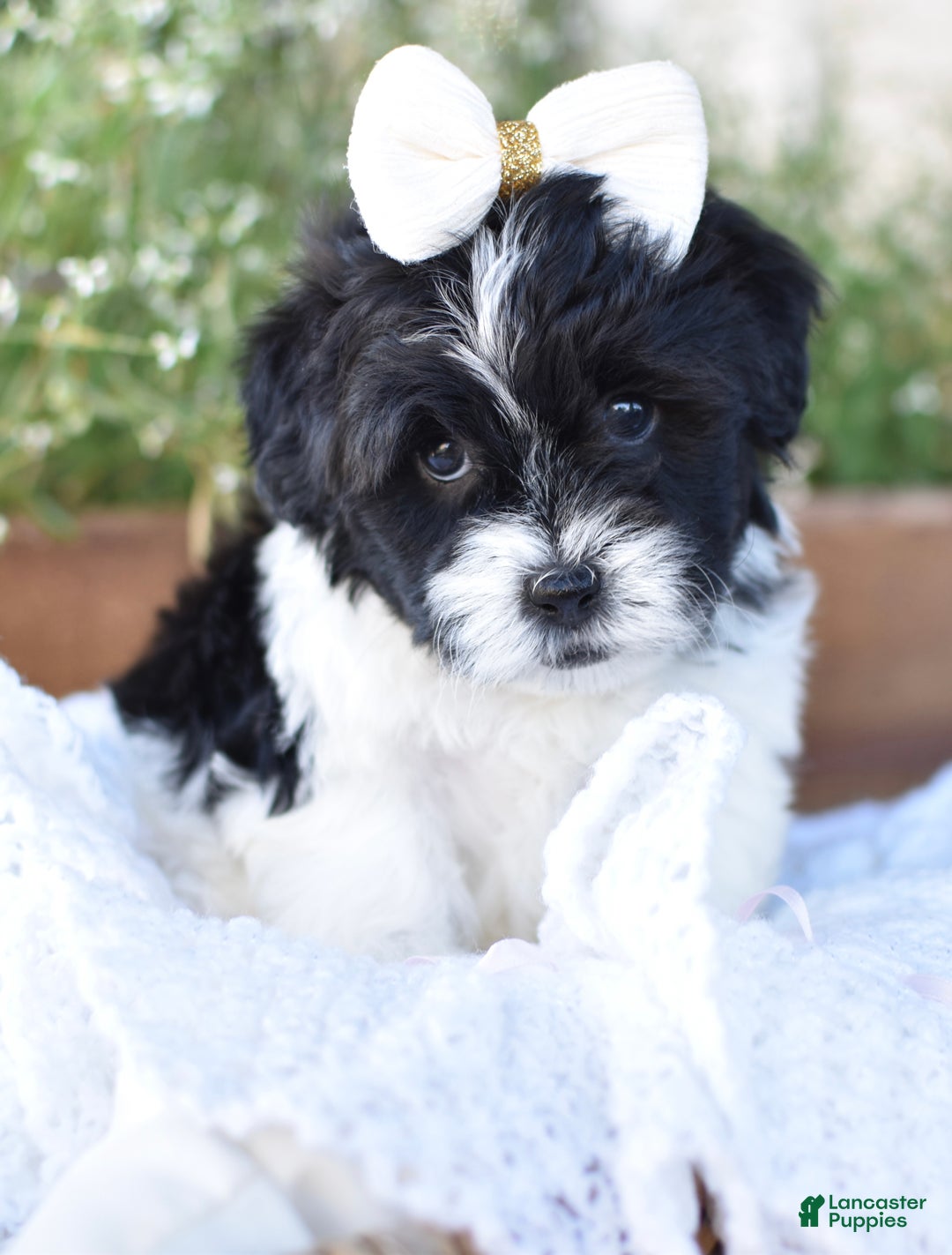 Mixed Breed dogs for sale: Bella - Ad 4