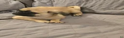 Pug dogs for sale: Pug Puppy 2 - Ad 17