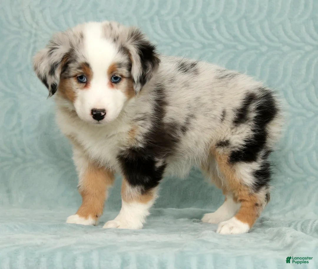 Australian Shepherd dogs for sale: Callie - Ad 1