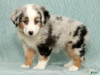Australian Shepherd dogs Callie - Ad 2