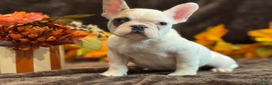 French Bulldog 2
