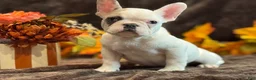 French Bulldog dogs for sale: French Bulldog 2 - Ad 1