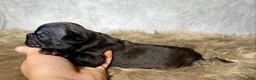 Frenchton dogs for sale: Miss Queenie  - Ad 5
